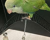 quaker-parrots-for-sale