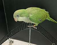blue-quaker-parrots-for-sale