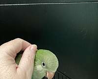quaker-parrots-for-sale-in-sedalia-mo