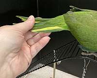 blue-bird-for-sale