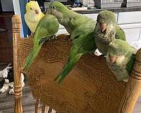 blue-bird-for-sale-in-sedalia-mo