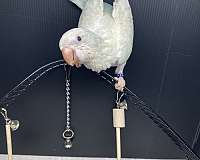 quaker-parrots-for-sale