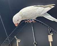 blue-quaker-parrots-for-sale