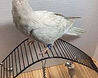 grey-quaker-parrots-for-sale