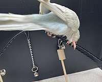 white-quaker-parrots-for-sale