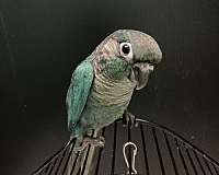 green-cheek-conure-for-sale