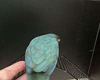 blue-green-cheek-conure-for-sale