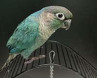 green-cheek-conure-for-sale-in-sedalia-mo
