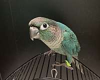 blue-bird-for-sale