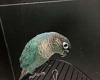 blue-bird-for-sale-in-sedalia-mo