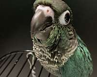 blue-green-bird-for-sale-in-sedalia-mo