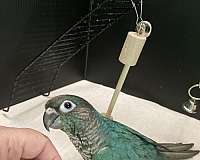 green-cheek-conure-for-sale