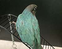 blue-green-green-cheek-conure-for-sale