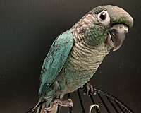 green-cheek-conure-for-sale-in-sedalia-mo