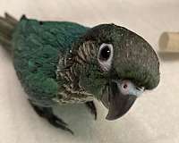 blue-green-bird-for-sale