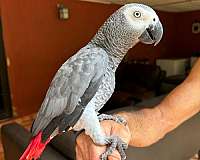 congo-african-grey-parrot-for-sale-in-arlington-tx