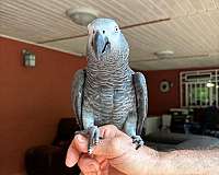 congo-african-grey-parrot-for-sale