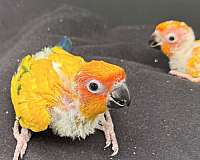 sun-conure-for-sale-in-glen-cove-ny