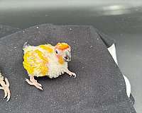 orange-bird-for-sale-in-glen-cove-ny