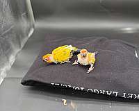 sun-conure-for-sale