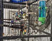 budgerigar-parakeet-for-sale-in-texas