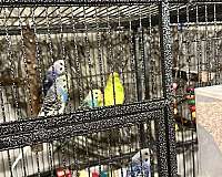 bird-for-sale-in-texas