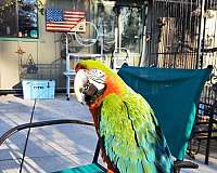 green-bird-for-sale