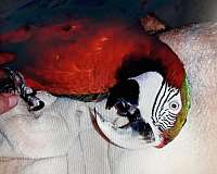 red-bird-for-sale