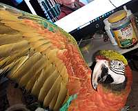 yellow-bird-for-sale