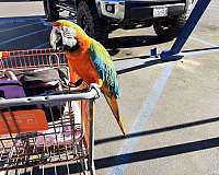 large-bird-for-sale