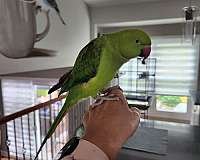 parakeet-for-sale-in-illinois