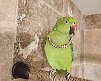 parakeet-for-sale
