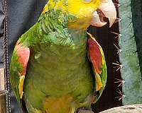 double-yellow-head-amazon-parrot-for-sale-in-connecticut