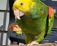 talking-tame-bird-for-sale-in-connecticut