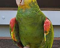 double-yellow-head-amazon-parrot-for-sale