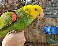 bird-for-sale-in-connecticut