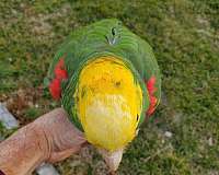 young-bird