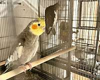 cockatiel-for-sale-in-south-fork-pa