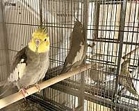 bird-for-sale-in-south-fork-pa