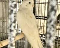 white-bird-for-sale-in-south-fork-pa