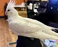 cockatiel-for-sale