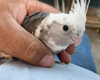 cockatiel-for-sale