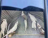 cockatiel-for-sale-in-stockton-ca