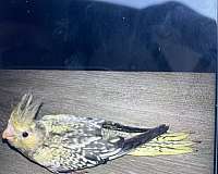young-bird