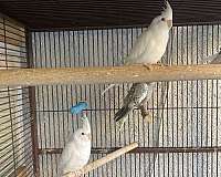 young-cockatiel-for-sale