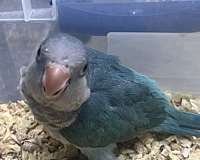 albino-bird-for-sale-in-toney-al