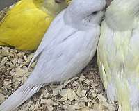 blue-bird-for-sale-in-toney-al
