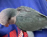 quaker-parrots-for-sale