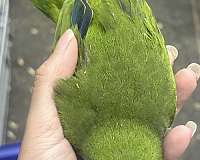 quaker-parrots-for-sale-in-toney-al