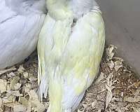 bird-for-sale-in-toney-al